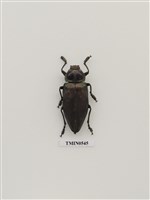 藏品(吉丁蟲)的圖片